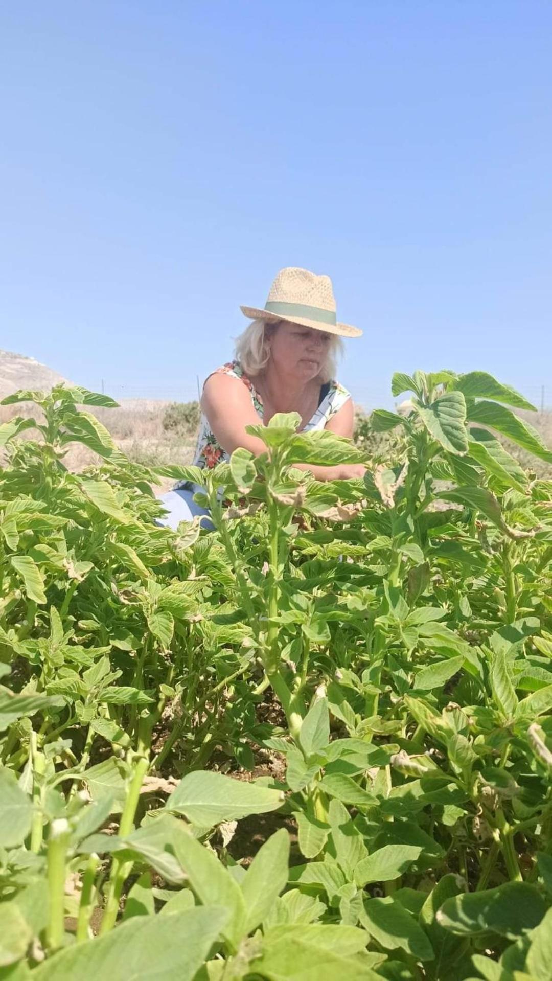 Ab Green Living Santorini Emporio  Zewnętrze zdjęcie