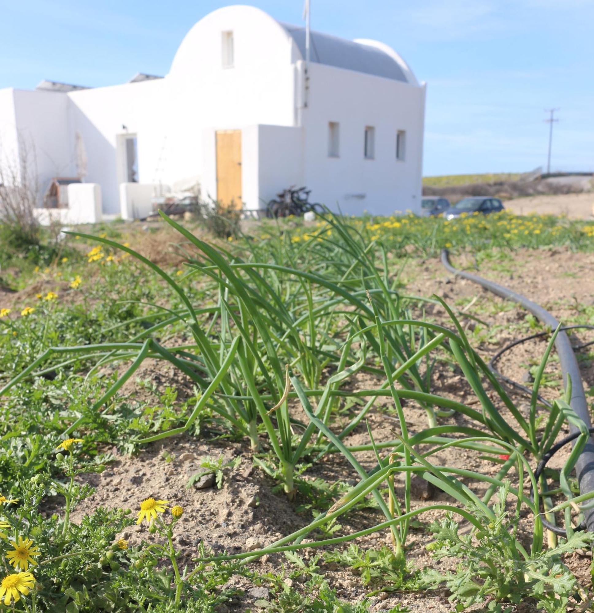 Ab Green Living Santorini Emporio  Zewnętrze zdjęcie